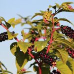 Phytolacca americana