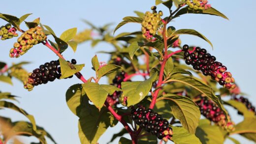 Phytolacca americana