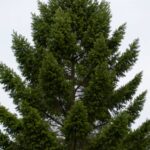 Pseudotsuga menziesii