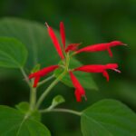Salvia elegans