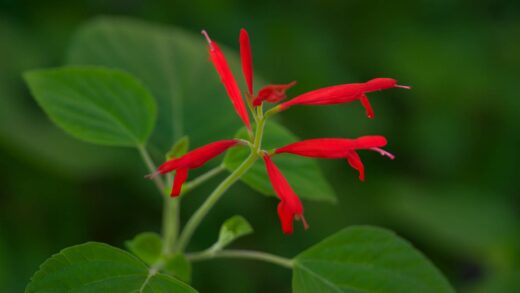 Salvia elegans