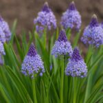 Scilla litardierei