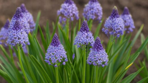Scilla litardierei