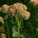 Sedum maximum