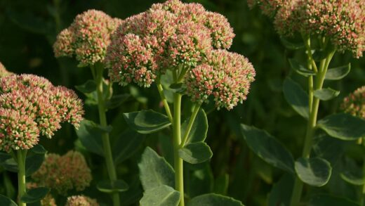 Sedum maximum