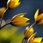Tulipa sylvestris