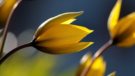 Tulipa sylvestris