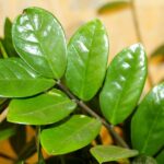 Zamioculcas-zamiifolia