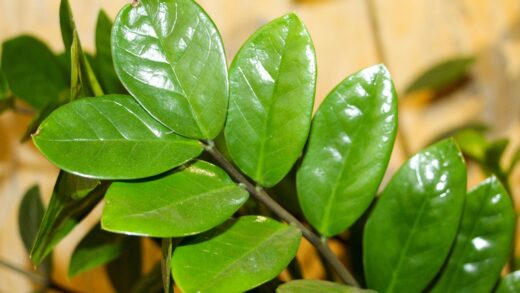 Zamioculcas-zamiifolia