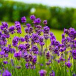 lavender