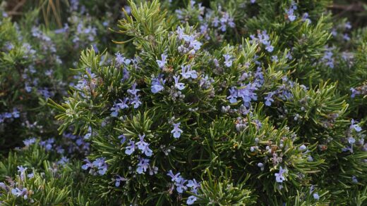 Rosmarinus officinalis