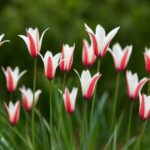tulipa clusiana