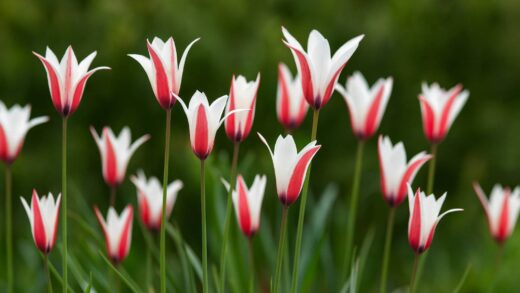 tulipa clusiana
