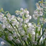 Convallaria majalis
