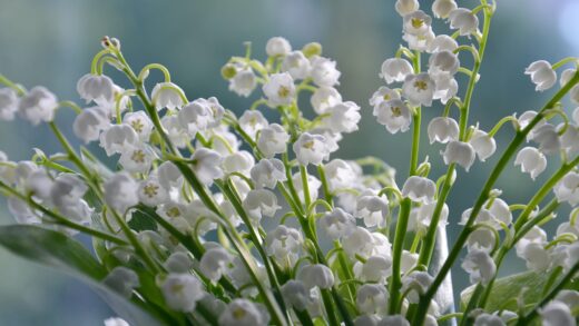 Convallaria majalis