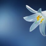 Lilium candidum