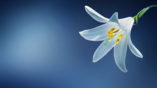 Lilium candidum