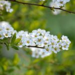 Spiraea