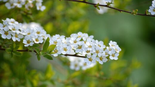 Spiraea