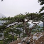 pinus nigra