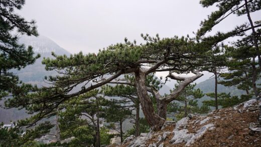 pinus nigra