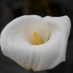 zantedeschia aethiopica