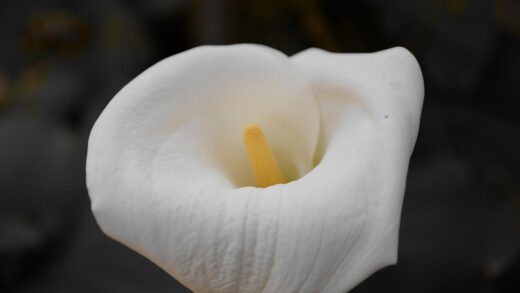 zantedeschia aethiopica